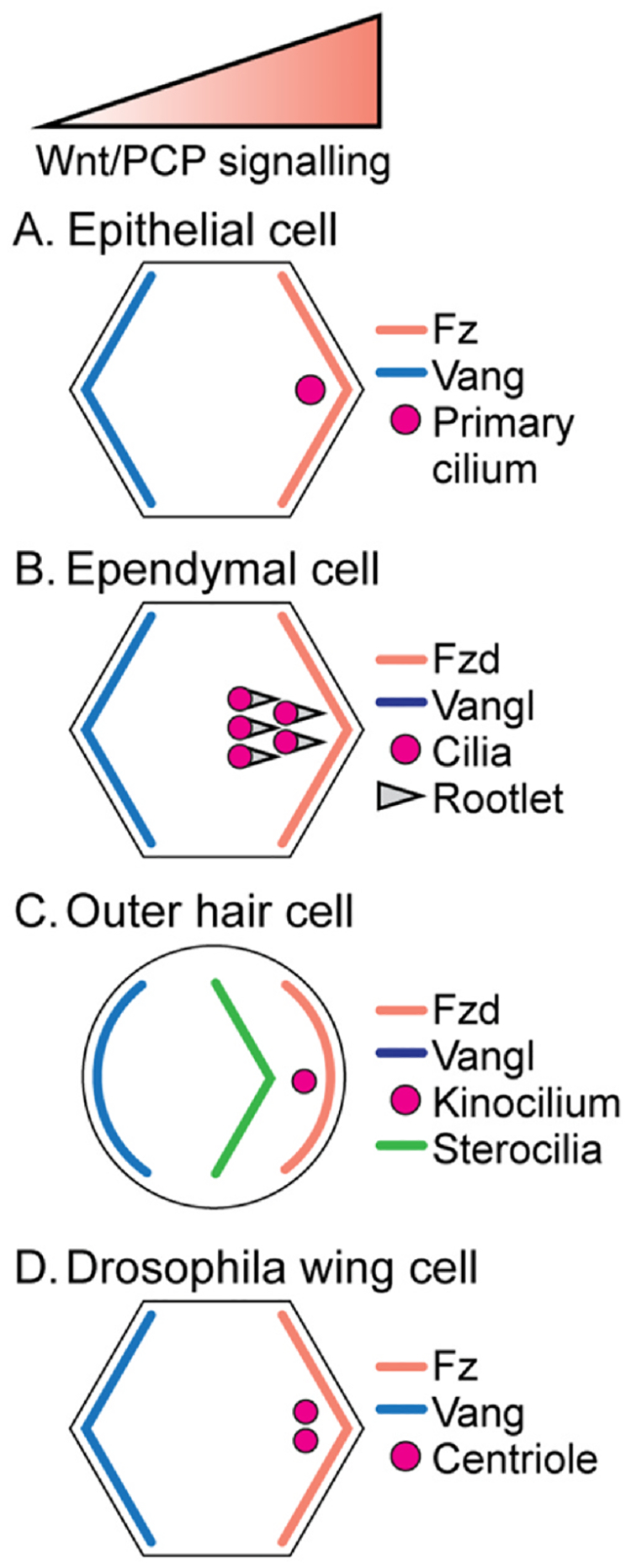 Fig. 5