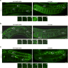 Extended Data Figure 1