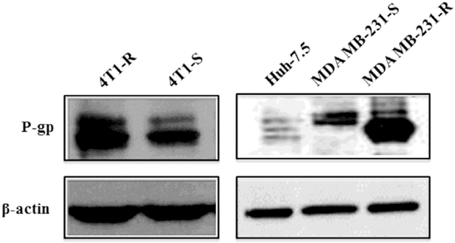 Figure 4A.