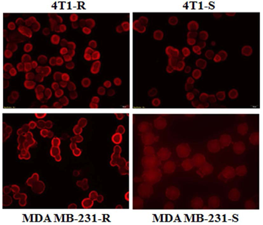 Figure 4B.