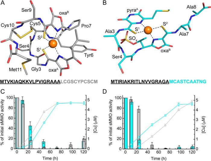 Bacterial copper storage proteins - PMC