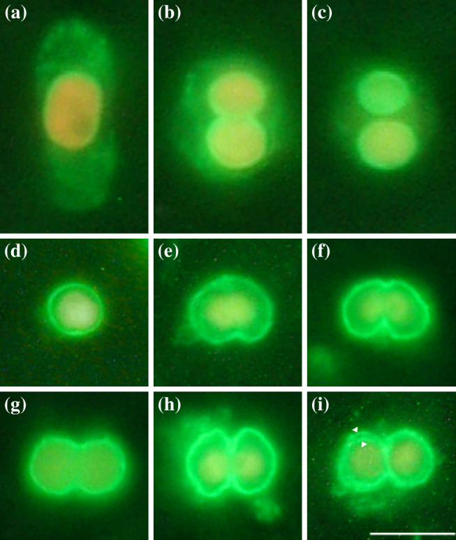 Fig. 3