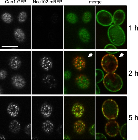 Figure 4.