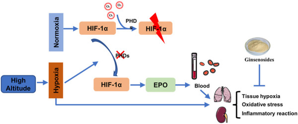 graphic file with name FPHAR_fphar-2024-1396231_wc_abs.jpg