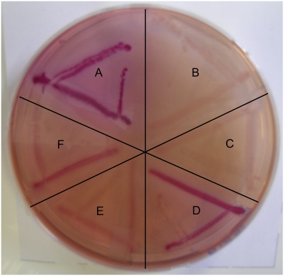 Fig. 1.