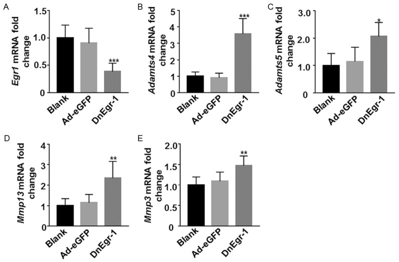 Egr1 deficiency disrupts dynamic equilibrium of chondrocyte ...