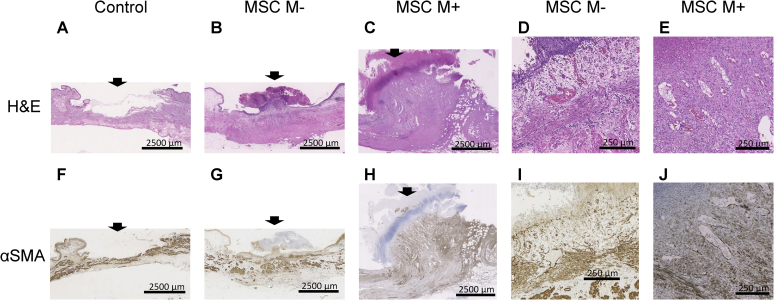 Fig. 6