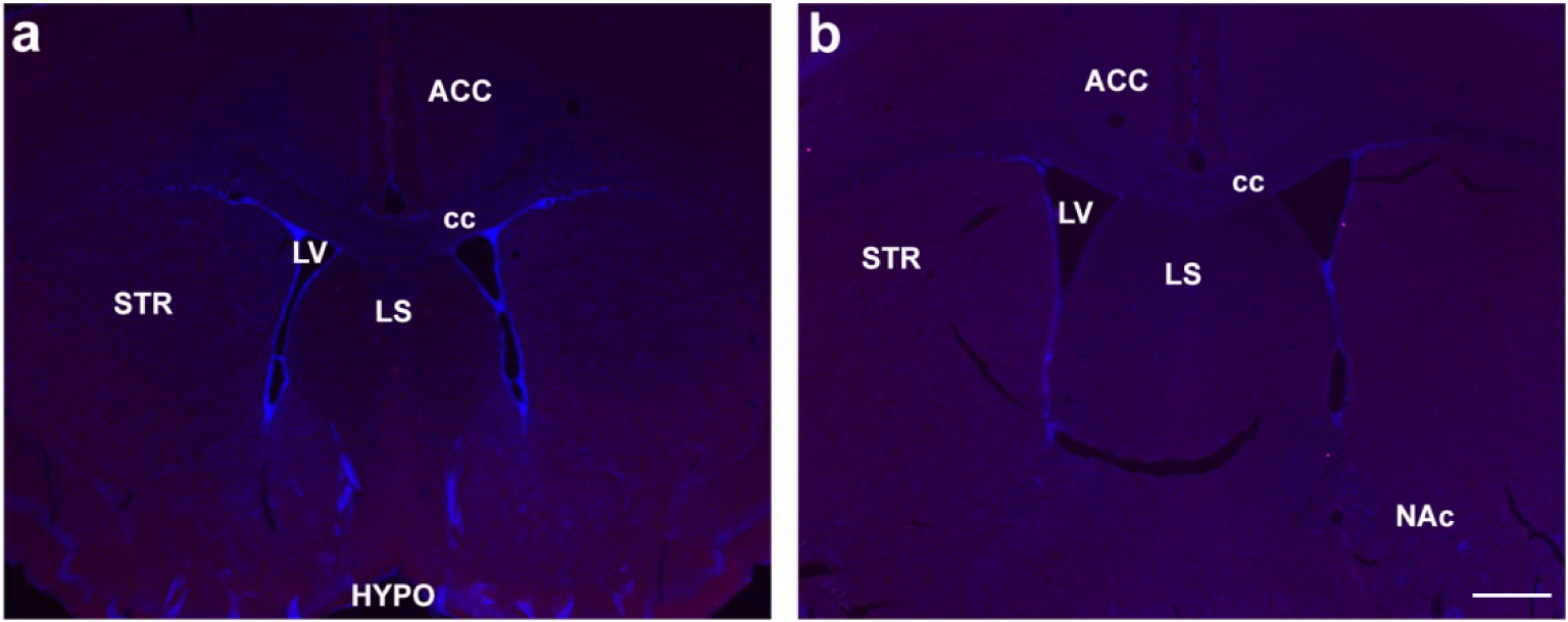 Figure 19: