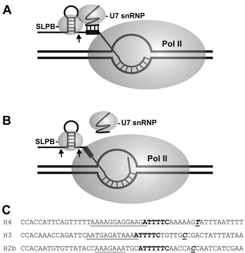 FIG. 9.