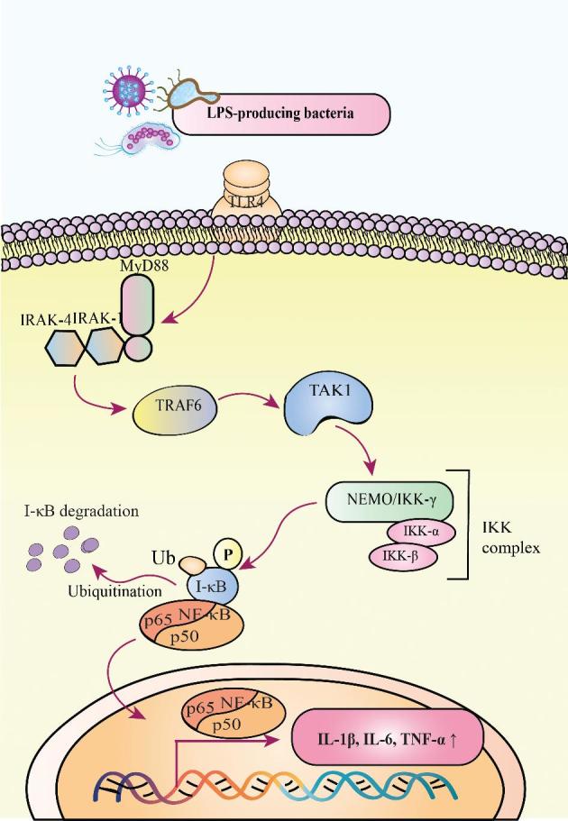 FIGURE 1