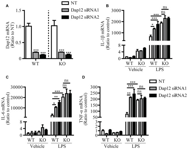 TREM2/DAP12 Complex Regulates Inflammatory Responses in Microglia via ...