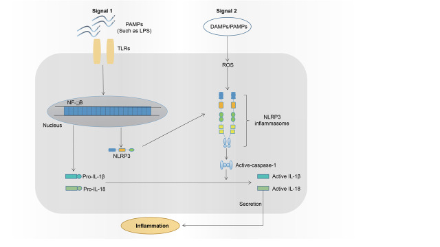 Fig. 2.
Two signals are required for NLRP3 inflammasome activation
