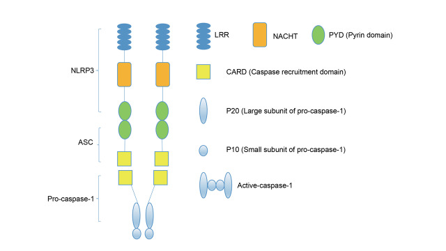 Fig. 1.
NLRP3 inflammasome structure
