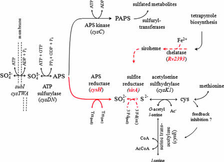 FIG. 1.