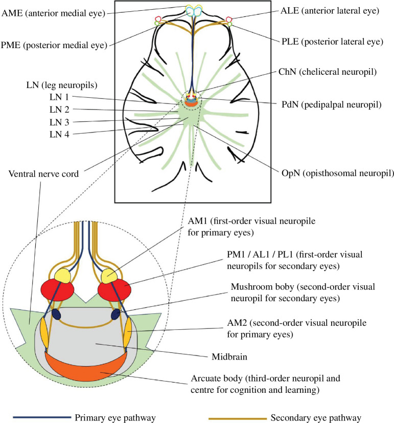 Schematic for the central nervous system (dorsal view) of H. biapicata.