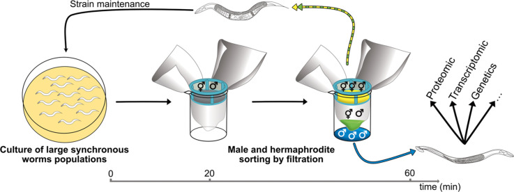 Image, graphical abstract