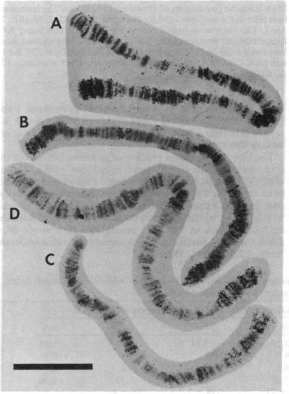 graphic file with name pnas00623-0247-a.jpg