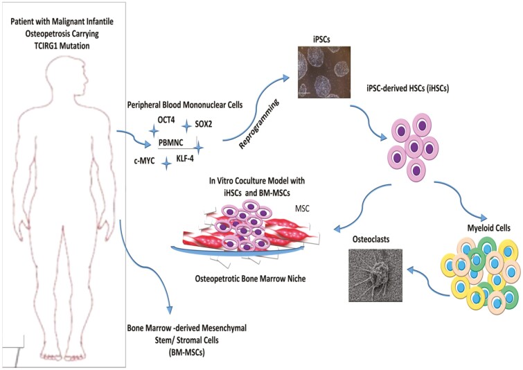 Graphical Abstract