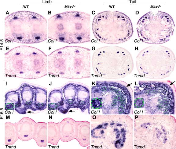 FIG. 8.