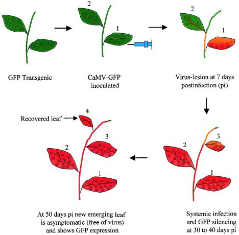 FIG. 1.