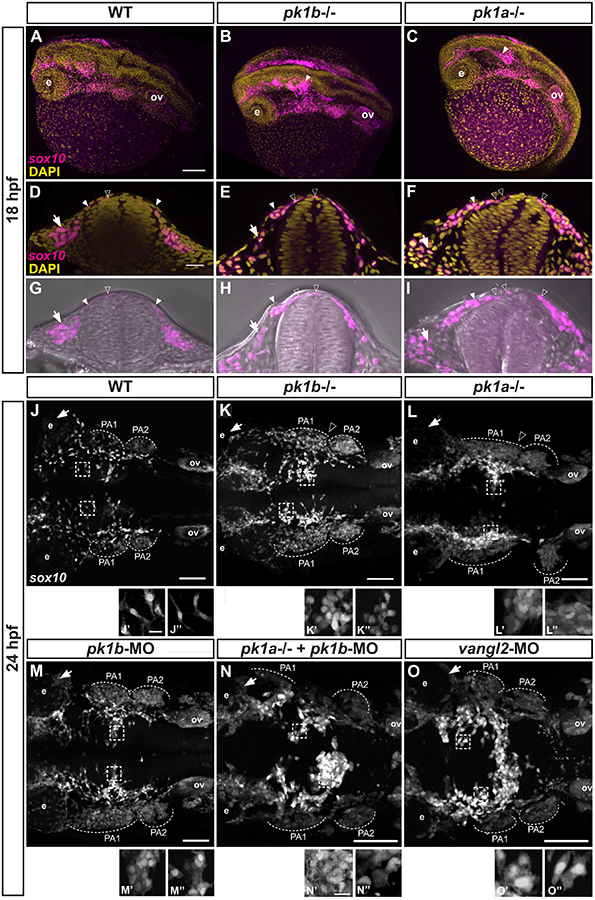 Figure 2: