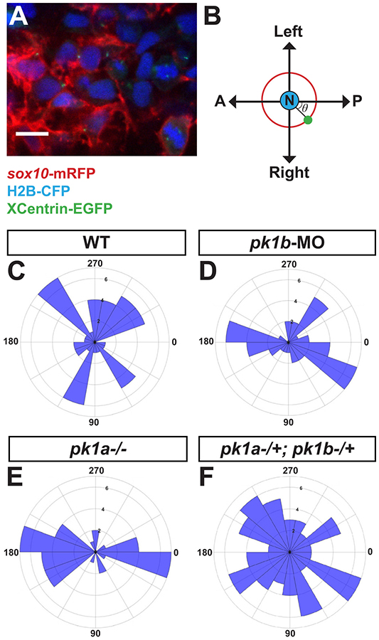 Figure 6: