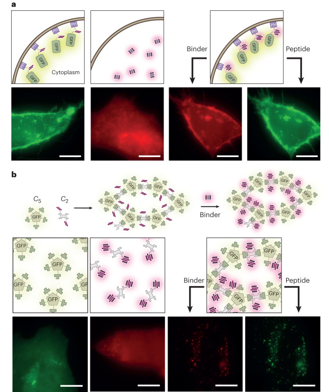 Fig. 3