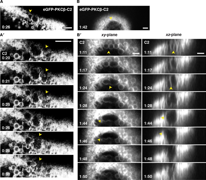 FIGURE 6: