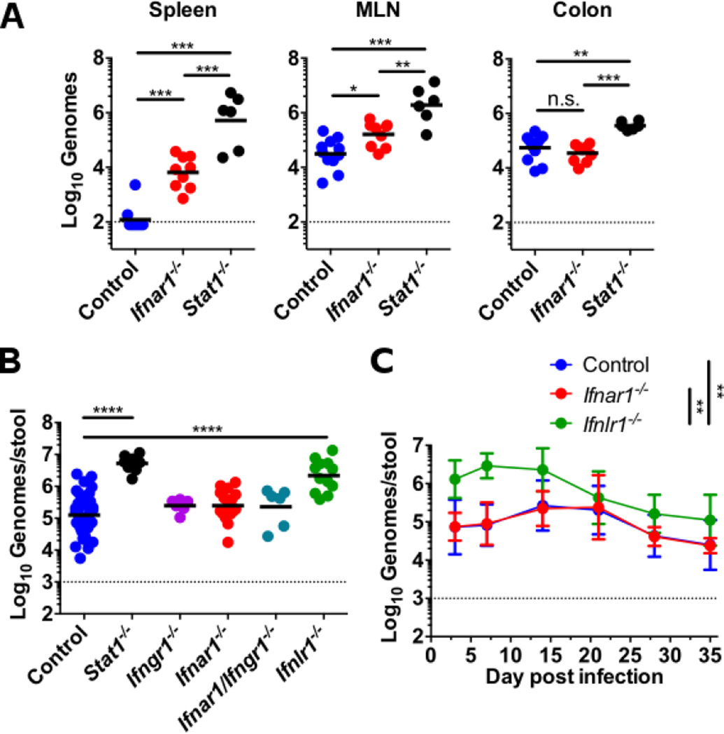 Interferon λ cures persistent murine norovirus infection in the absence ...