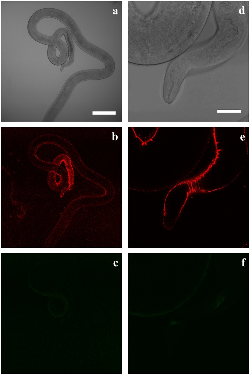 Fig 5