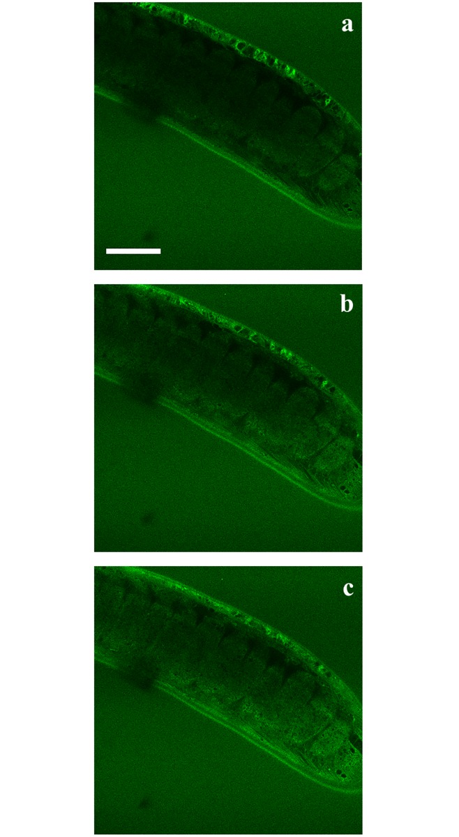 Fig 9