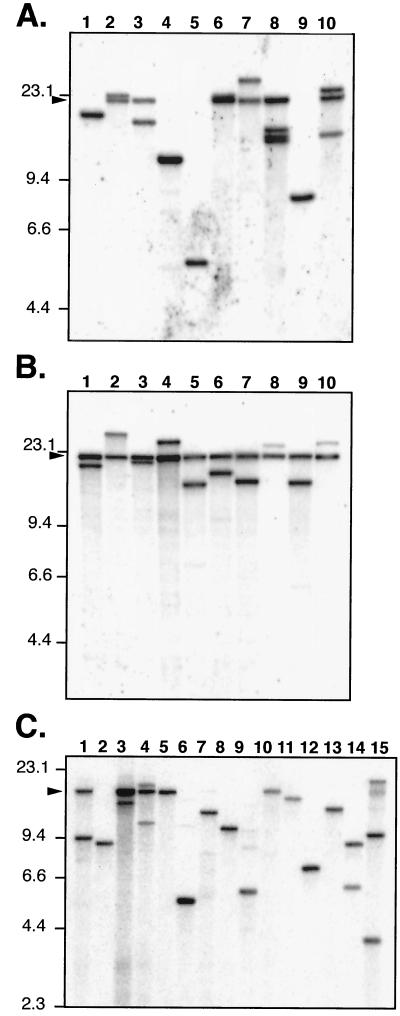 FIG. 2.