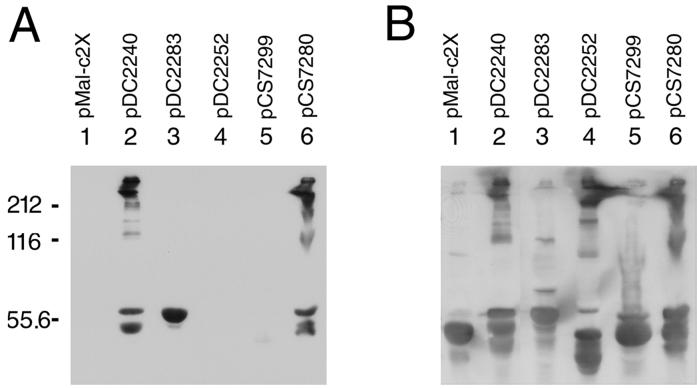 FIG. 5