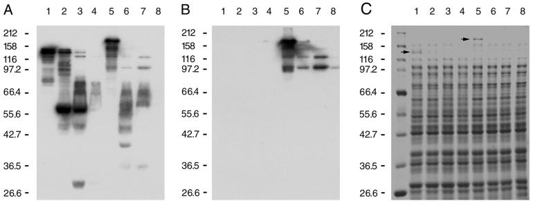 FIG. 7