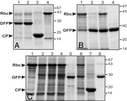 Fig. 5.