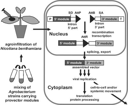 Fig. 6.