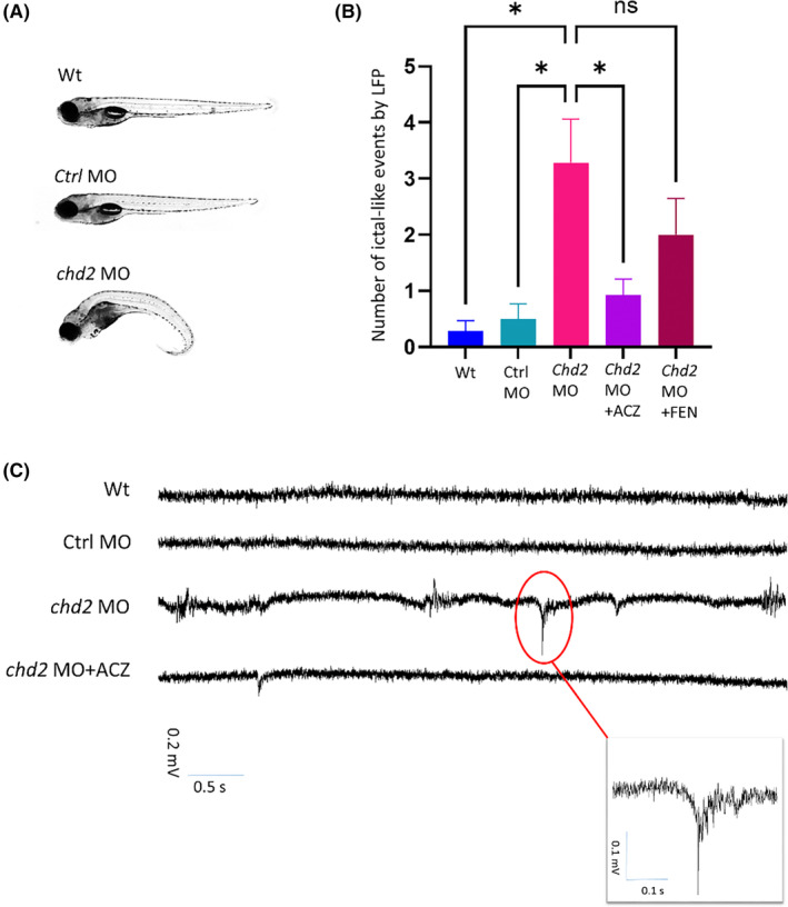 FIGURE 2