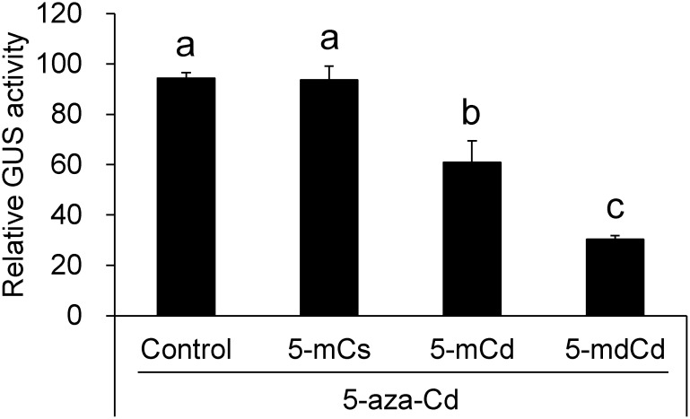 Figure 4. Effects of 5-mCs and its nucleoside derivatives on GUS activity induced by 5-aza-Cd. The cells were treated solely with 10 µM 5-aza-Cd (control) and concomitantly with 10 µM 5-aza-Cd and either 10 µM each of 5-mCs, 5-mCd, or 5-mdCd for 5 days. Statistical analysis was performed using Tukey’s multiple comparison test. Different letters above the bars indicate a significant difference at p<0.05.