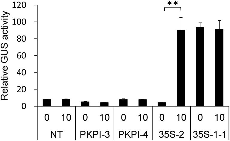 Figure 1. Effects of 5-aza-Cd treatment on GUS activity in suspension-cultured tobacco cells. Non-transgenic (NT) and transgenic cells harboring inactive transgenes (PKPI-3, PKPI-4, and 35S-2) as well as 35S-1-1 cells harboring active transgene (35S-1-1) were treated with (10) or without (0) 10 µM 5-aza-Cd for 5 days. Statistical analysis was performed using Student’s t-test (** p<0.01).