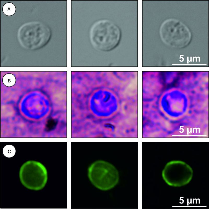 Fig. 6.