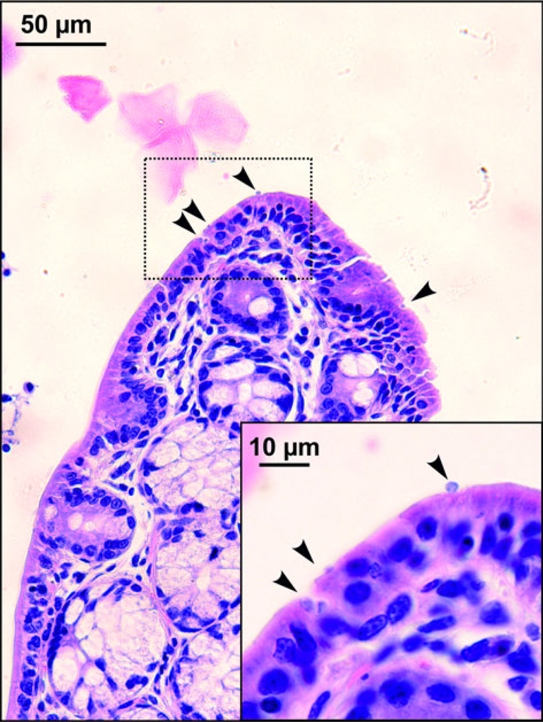 Fig. 8.