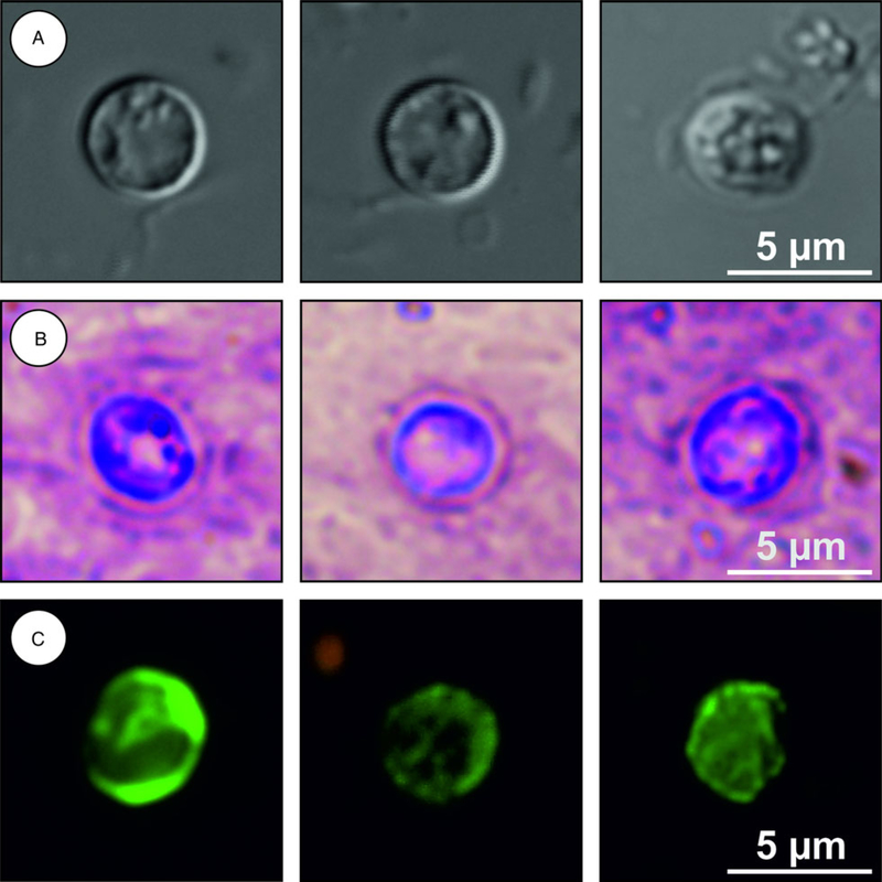 Fig. 10.