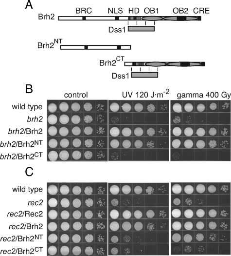 FIGURE 1.