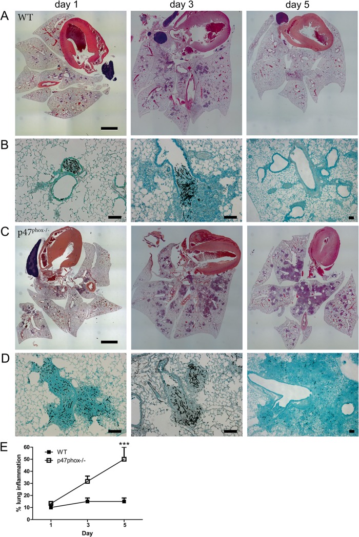 FIG 1