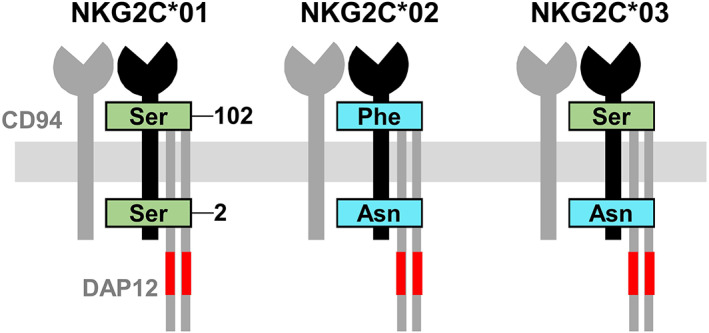 FIGURE 1