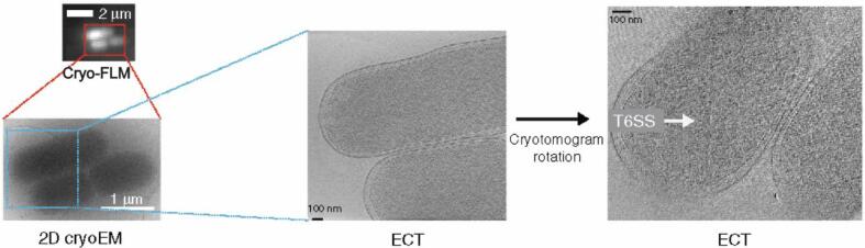 Fig. 5