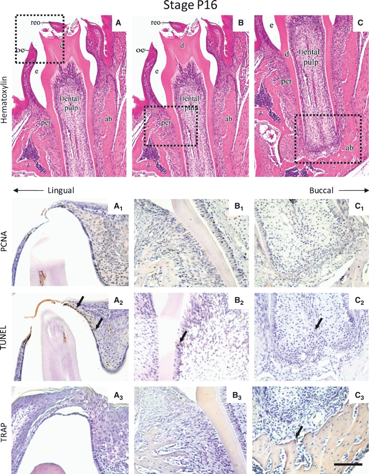 Fig. 11