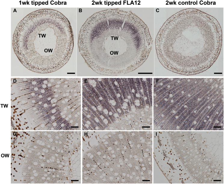 Fig. 8.