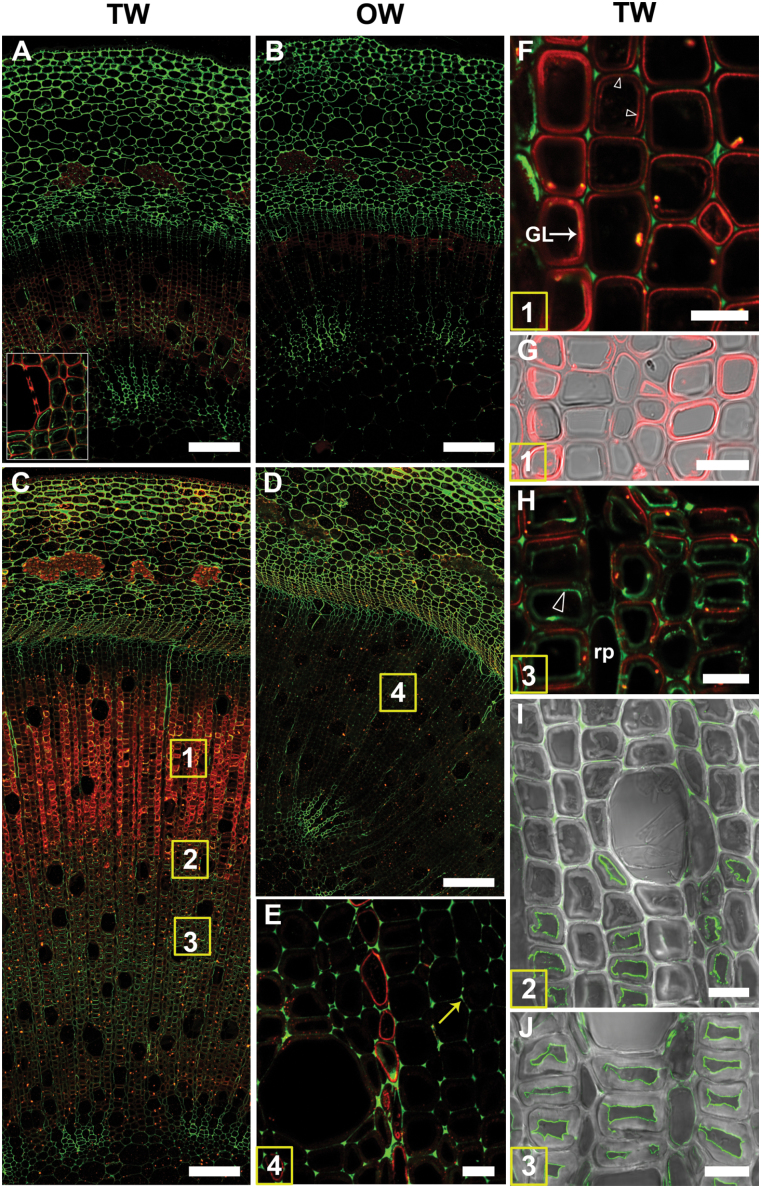 Fig. 3.