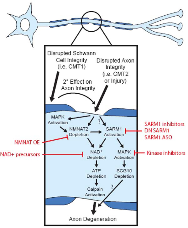 Figure 1: